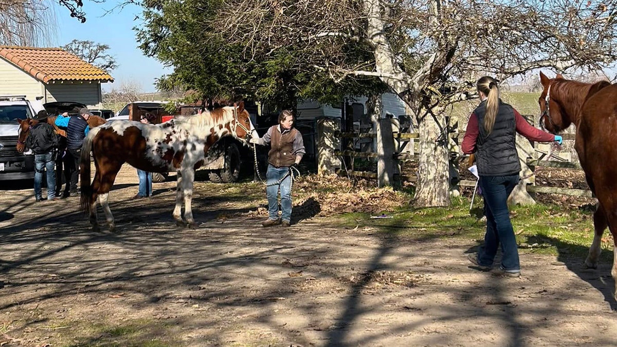 Horses being led away from California property