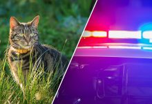 California police make gruesome feline discovery in U-Haul van; owner faces animal cruelty charges