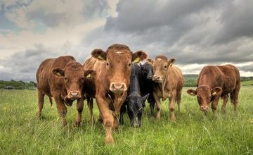 Bird Flu May Have Disappeared, But A Parasite “Screwworm” Has Come For The Beef