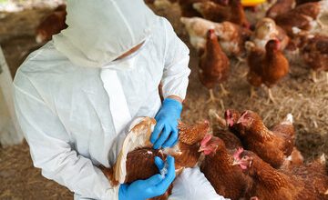 Bird Flu Is Spreading Through The Air As Cases Plummet?
