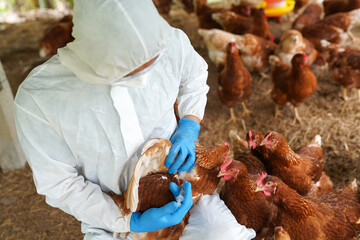 Bird Flu Is Spreading Through The Air As Cases Plummet?