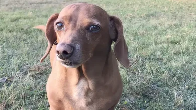 10 Items For A Dog Bug Out Bag