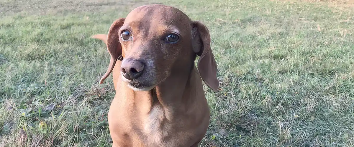 10 Items For A Dog Bug Out Bag