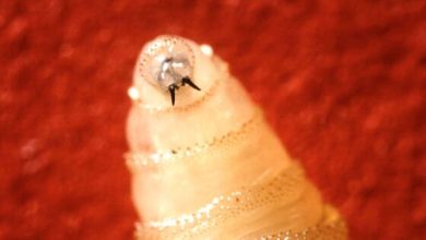 Parasite Screwworm Infects Its First American
