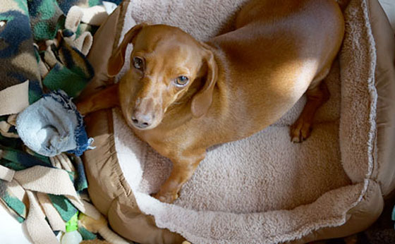 ten-items-for-your-pets-emergency-kit