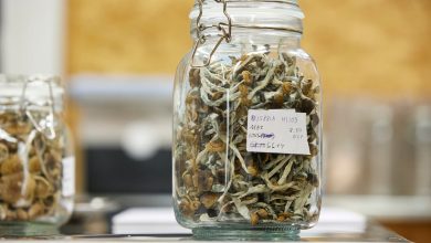 Troops will be drug tested for psychedelic mushroom use, Pentagon says