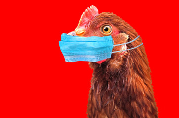 Experts Claim Risk Of Human Bird Flu Pandemic Is Rising Experts Claim Risk Of Human Bird Flu Pandemic Is Rising