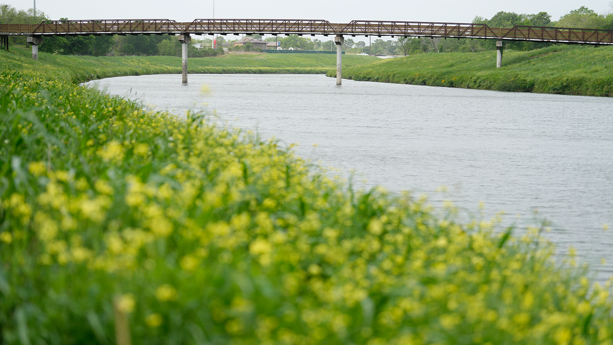 grass and flowers line the waters of the sims bayou in Houston, spanned by a long bridge