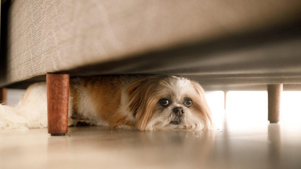 JONATHAN TURLEY: When the law goes to the dogs JONATHAN TURLEY: When the law goes to the dogs