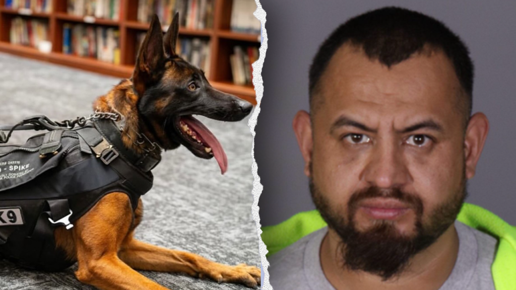 Illegal immigrant gang member killed police K-9 ‘Spike’ before officers returned fire in California: source Illegal immigrant gang member killed police K-9 ‘Spike’ before officers returned fire in California: source