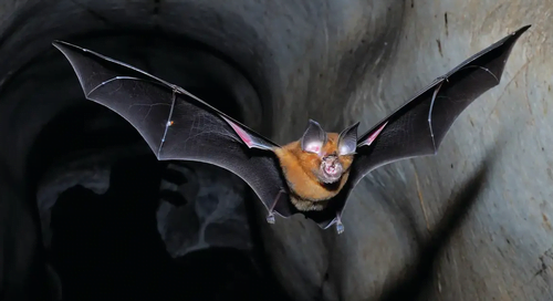 Next Epidemic Most Likely To Be Cause By Bats Next Epidemic Most Likely To Be Cause By Bats