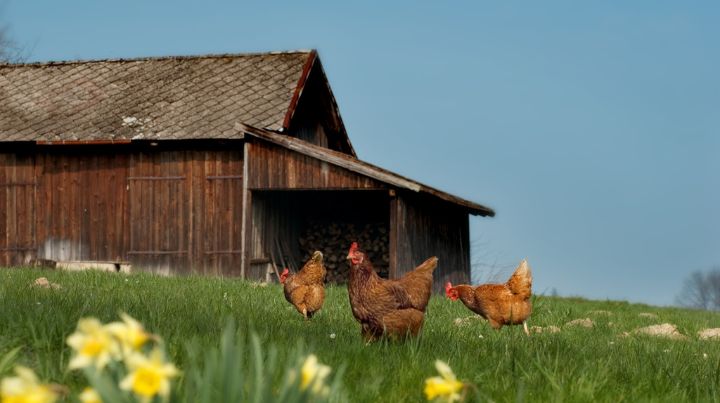 If possible, invest in some backyard chickens