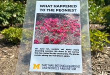 Historic university garden vandalized in apparent anti-Israel statement: ‘Don’t waste your tears’
