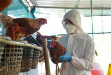 Fifth Person Dies of Bird Flu in Cambodia