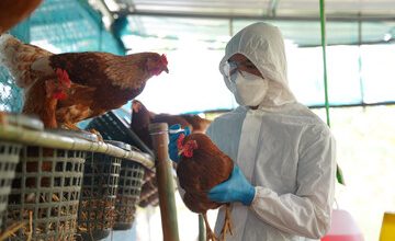 Fifth Person Dies of Bird Flu in Cambodia