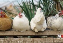 Chicken Basics 101: Getting Started