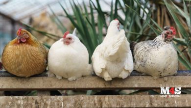 Chicken Basics 101: Getting Started