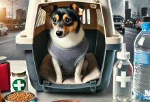 Pet Preparedness & Neighborhood Situational Awareness