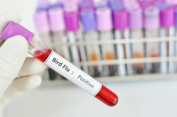 Bird Flu Infects a Fifth Person In Cambodia