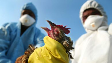 University of Nebraska Asks Where The Bird Flu Went