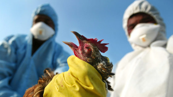 University of Nebraska Asks Where The Bird Flu Went
