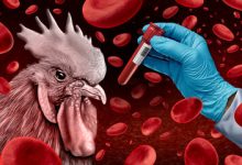 Cambodia Reports 10 Cases of Bird Flu This Year