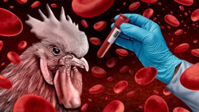 Cambodia Reports 10 Cases of Bird Flu This Year