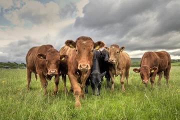 Bird Flu May Have Disappeared, But A Parasite “Screwworm” Has Come For The Beef
