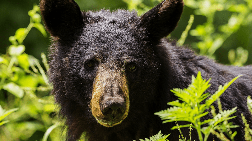 Anti-Hunters Hijack Florida Bear Hunt Lottery Anti-Hunters Hijack Florida Bear Hunt Lottery