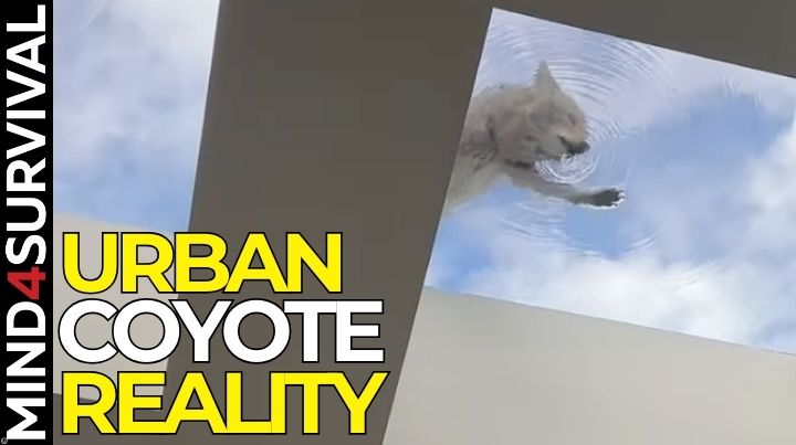 Urban Coyotes in the U.S.: What You Should Know Urban Coyotes in the U.S.: What You Should Know